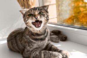 7 Reasons Why Your Cat Is Meowing So Much