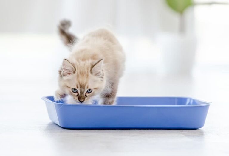 How Often Should You Change Your Cat’s Litter?