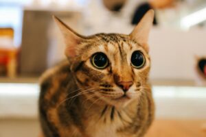 Feline Hyperesthesia Syndrome Signs, Symptoms, & Treatment