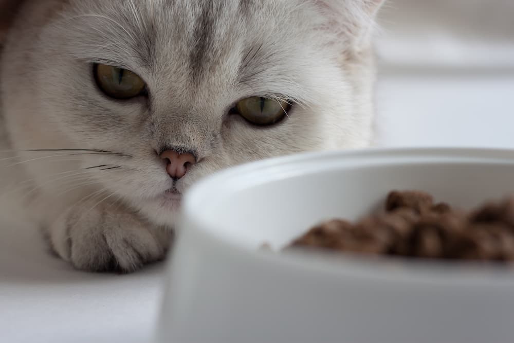 diet and the cat microbiome