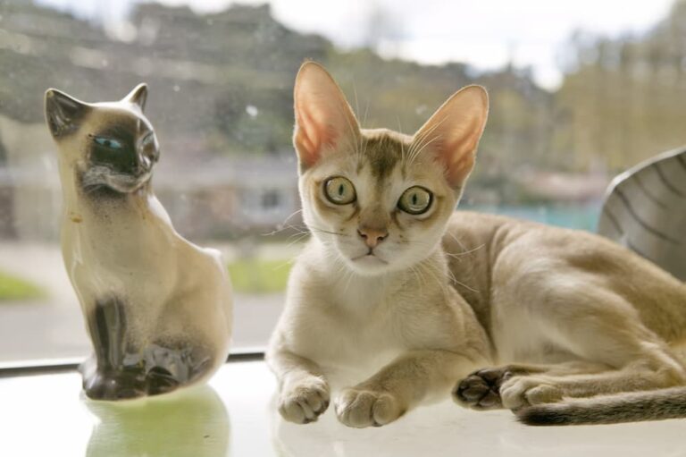 singapura tiny cat