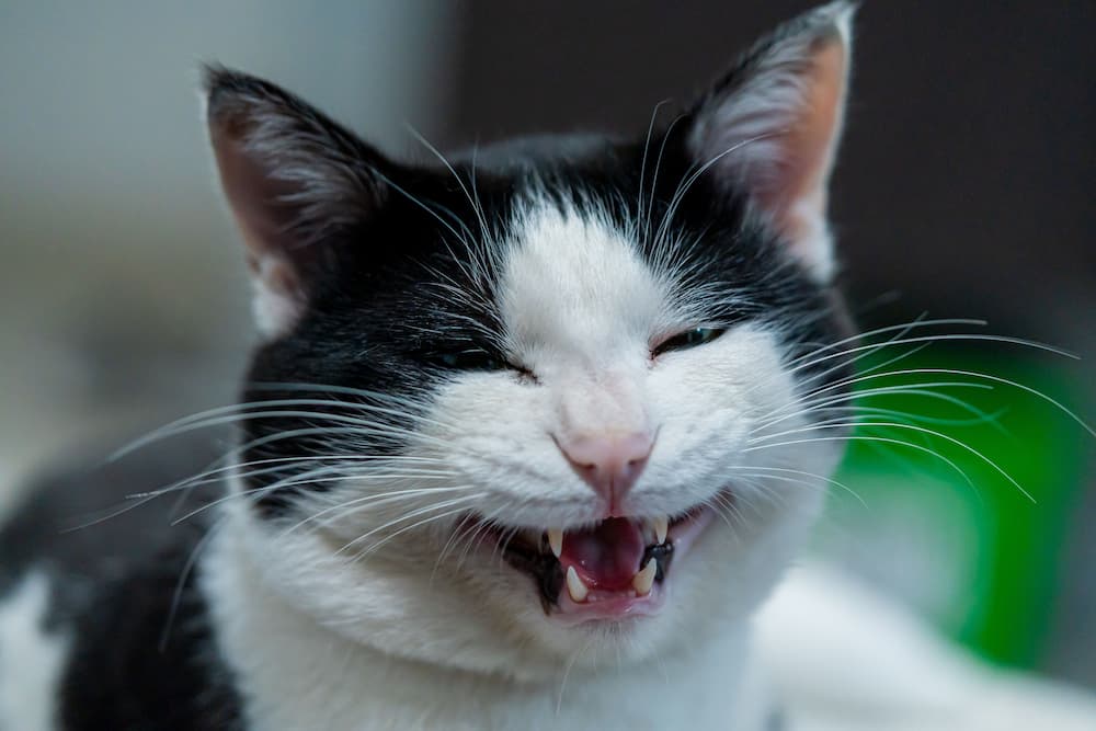 all about cat flatulence