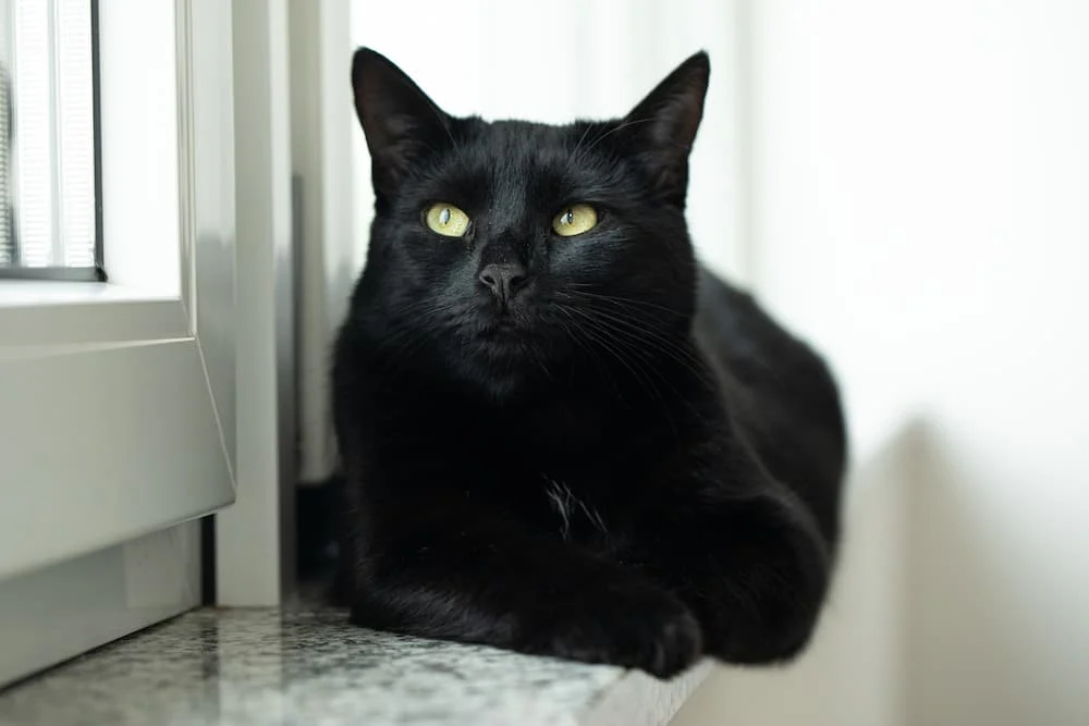 names for black cats