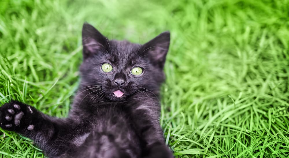 black cat name ideas