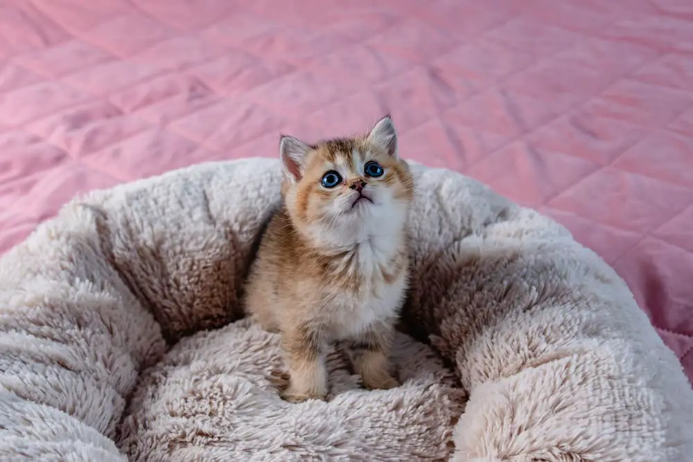 cost to neuter a cat