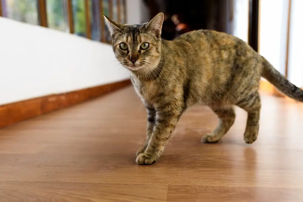 cat in heat