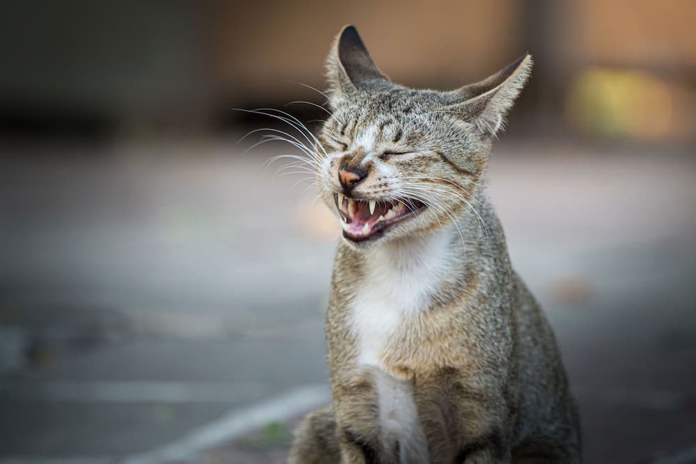 how long do cats stay in heat