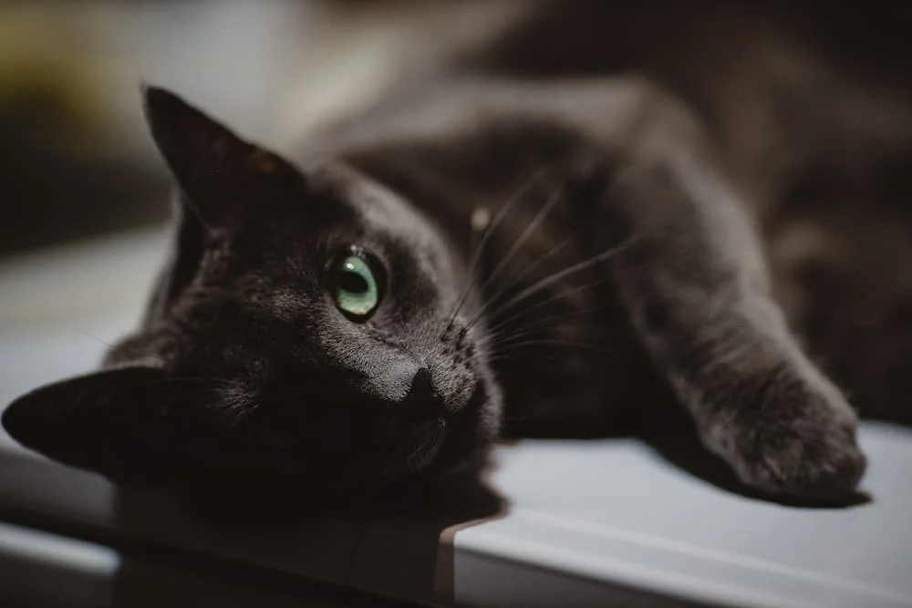 black kitten name ideas