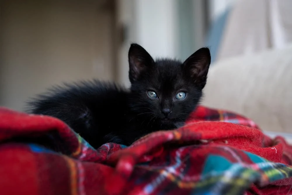 names for black cats