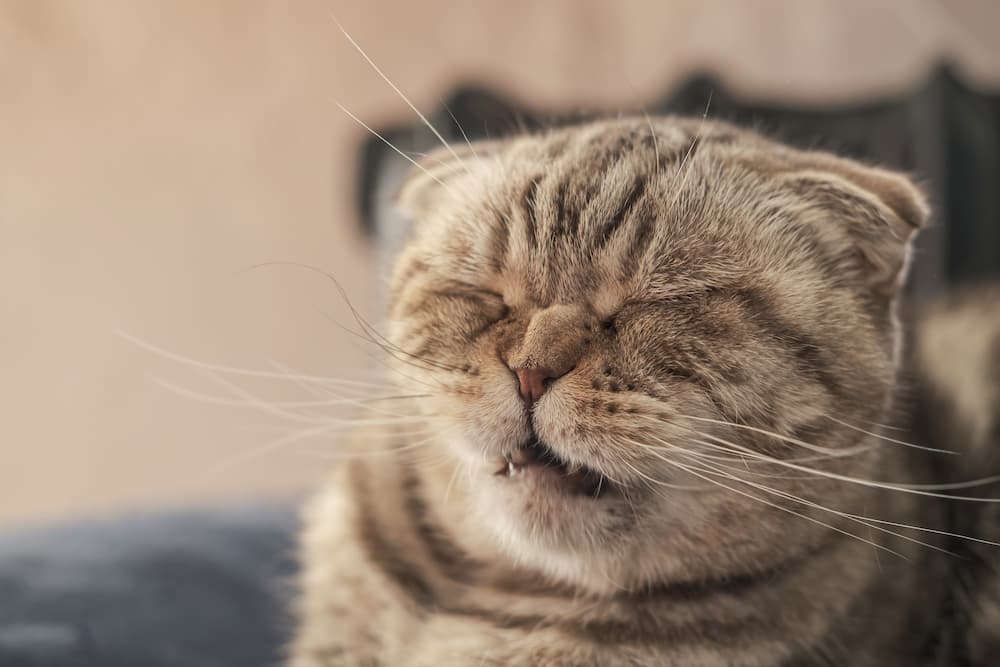 cat farts