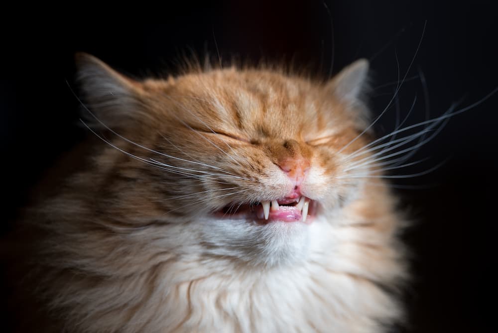 do cats fart