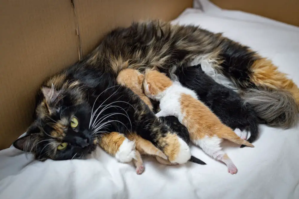 how often do cats go in heat