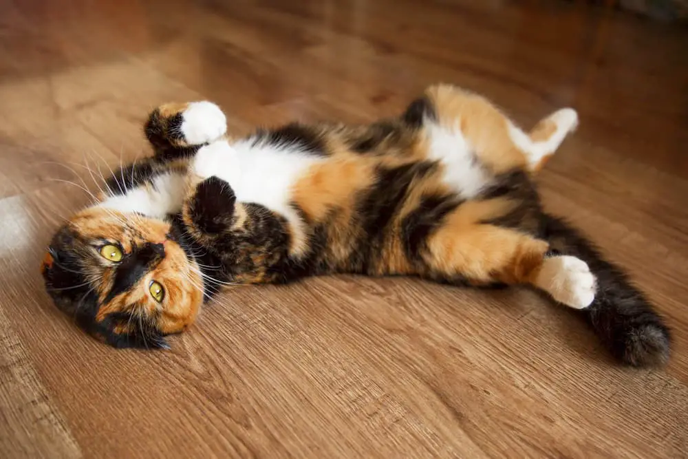 cat in heat
