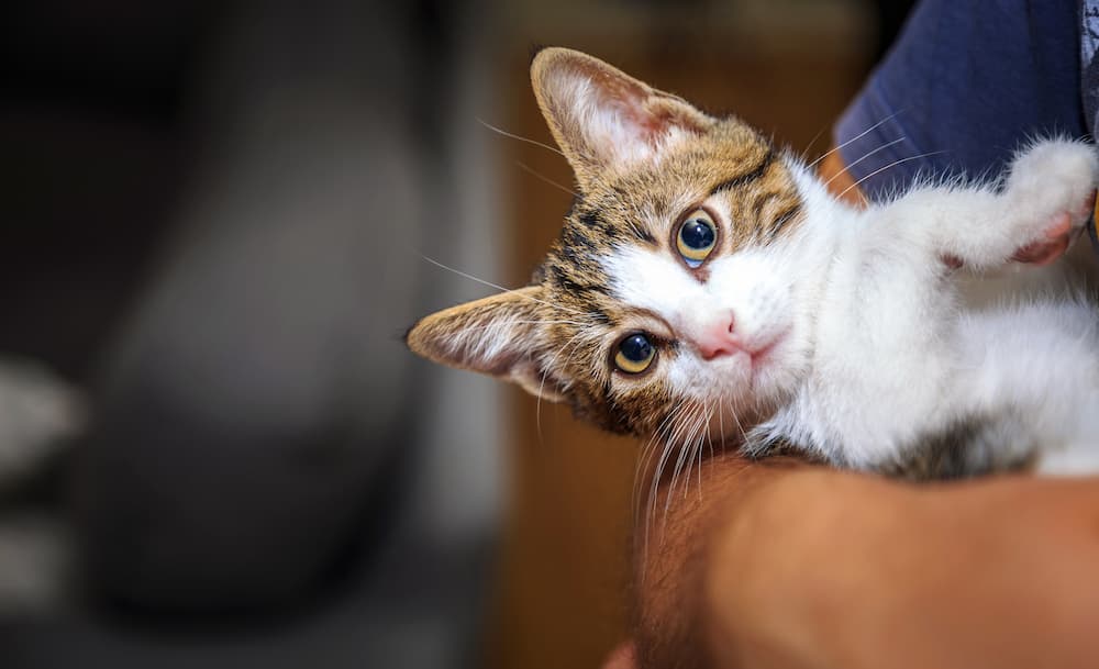 cost of cat spay or neuter