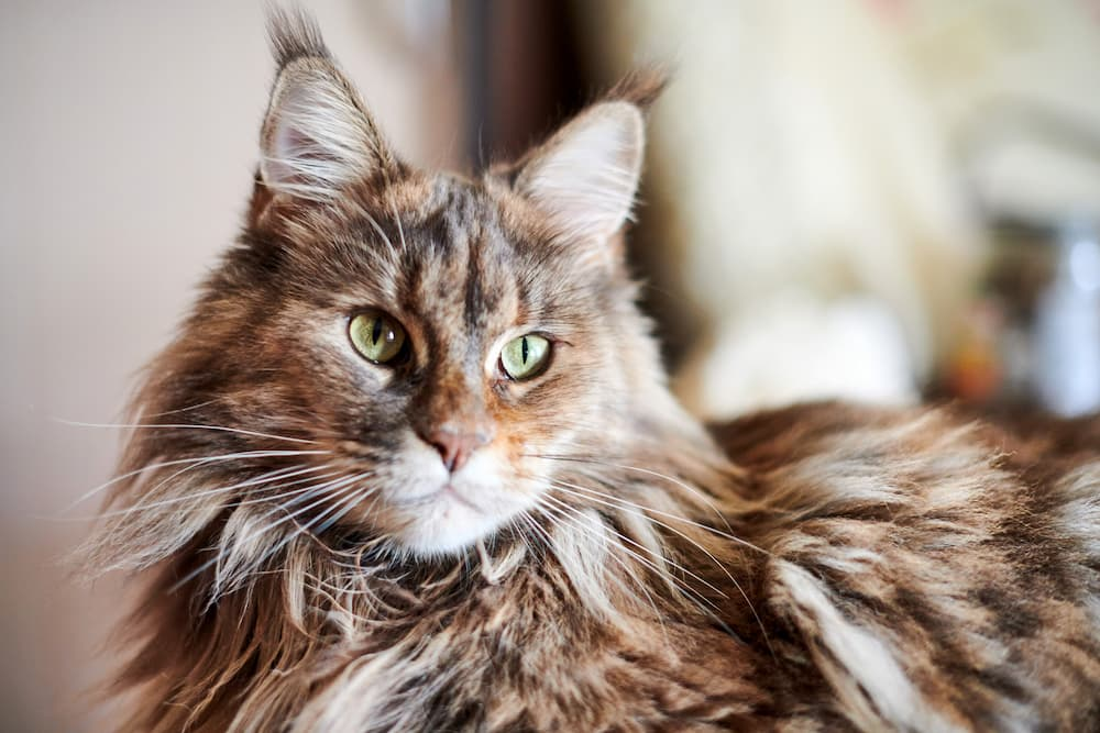 names for maine coon cats
