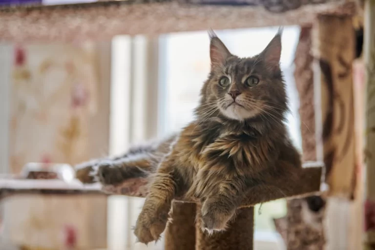 The Ultimate Guide to Names for Maine Coon Cats