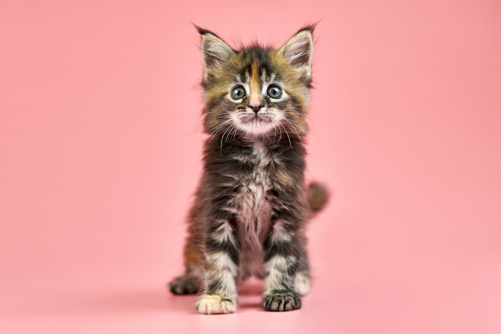 maine coon kitten names