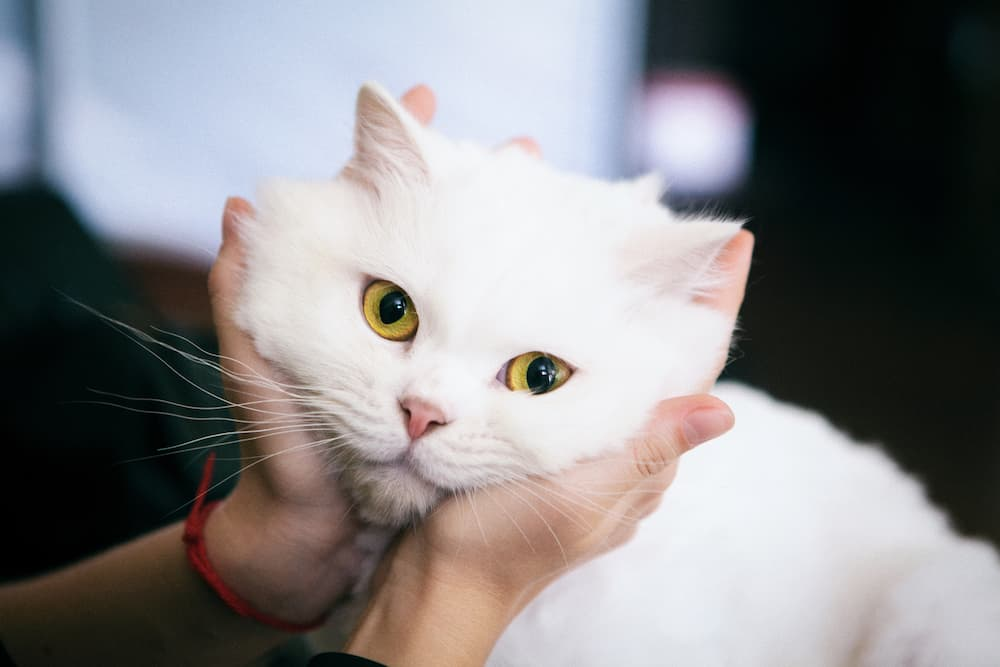 names for white cats