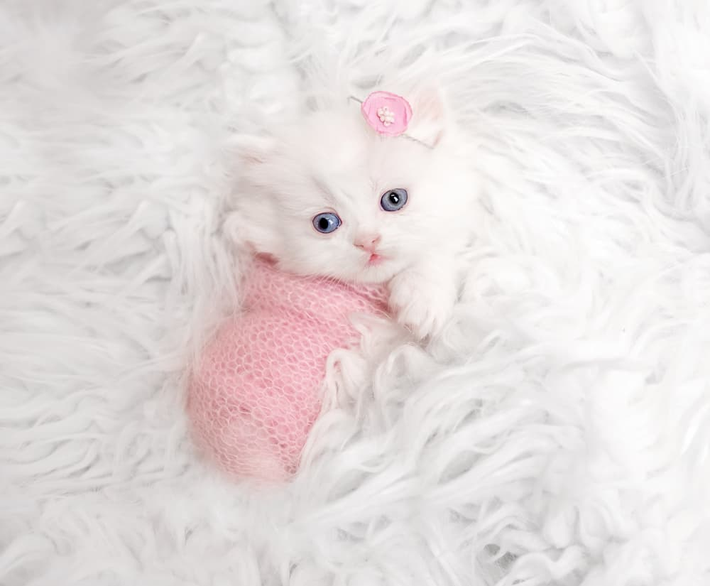 names for white kittens