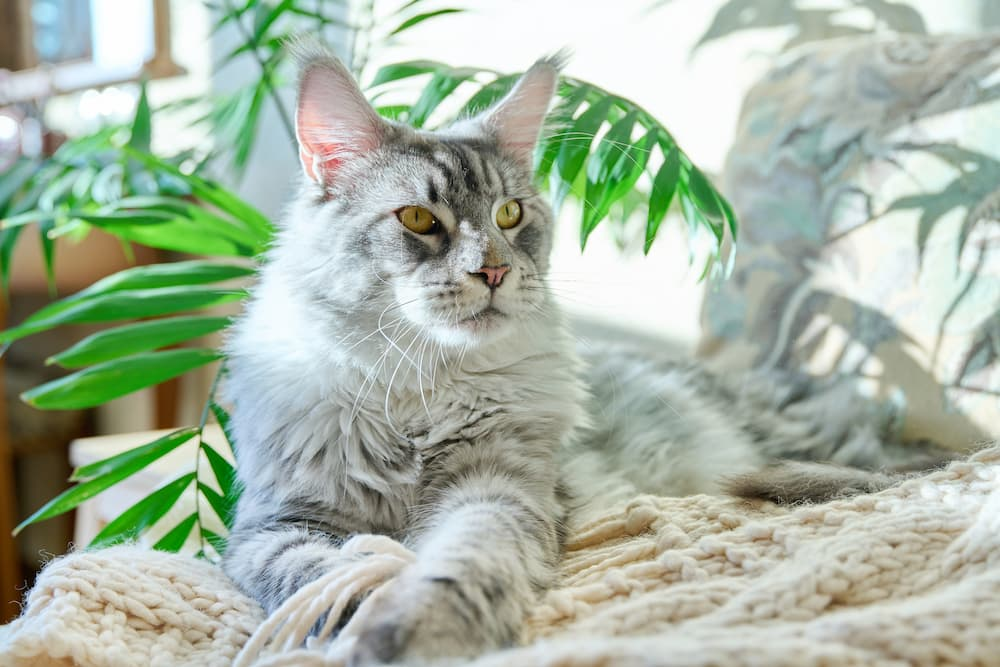 maine coon cat names