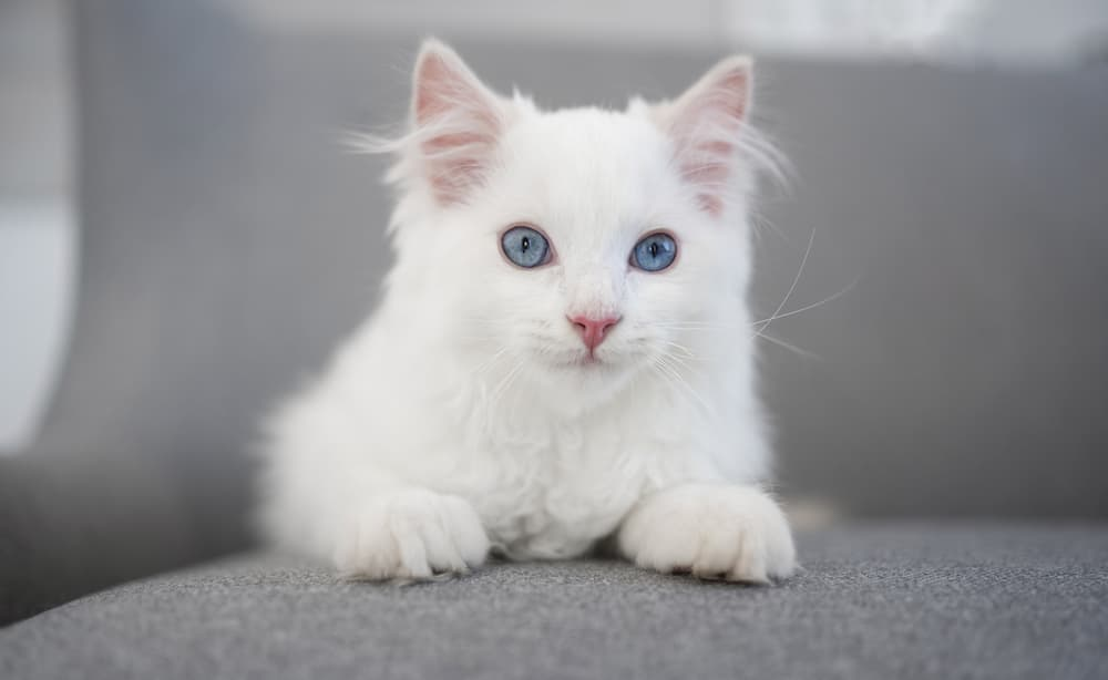 white cat names