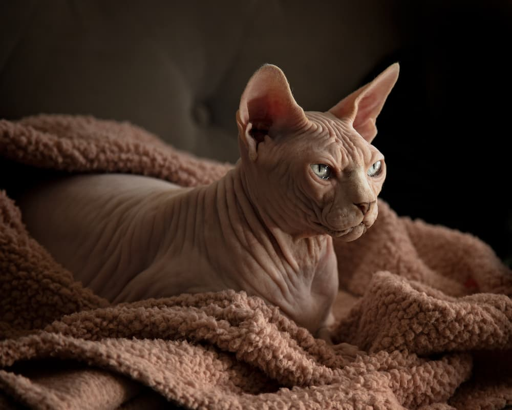 Baldar the sphynx