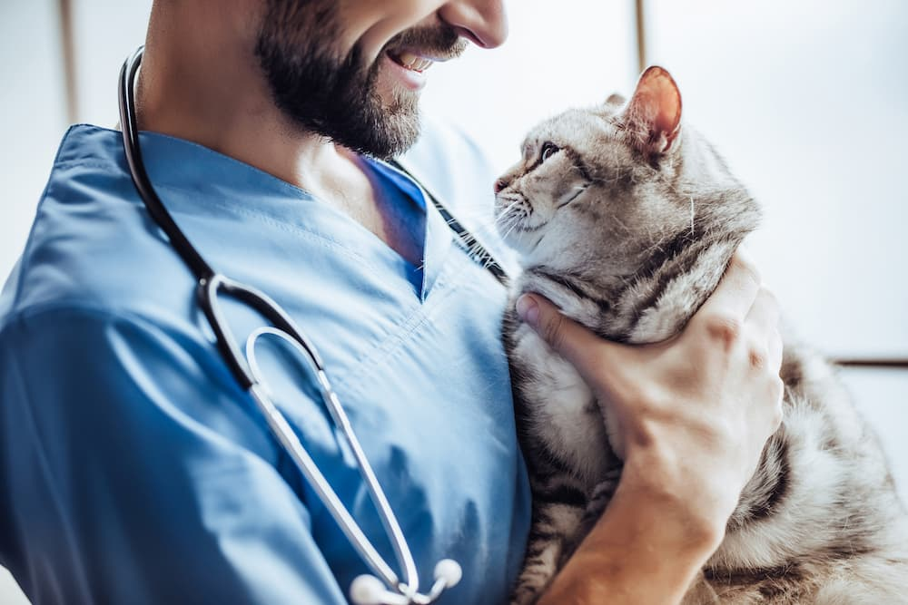 new cancer drug for cats
