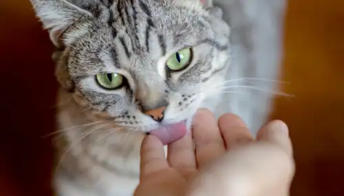 Close-up of a gray tabby cat licking a person's hand for affection.