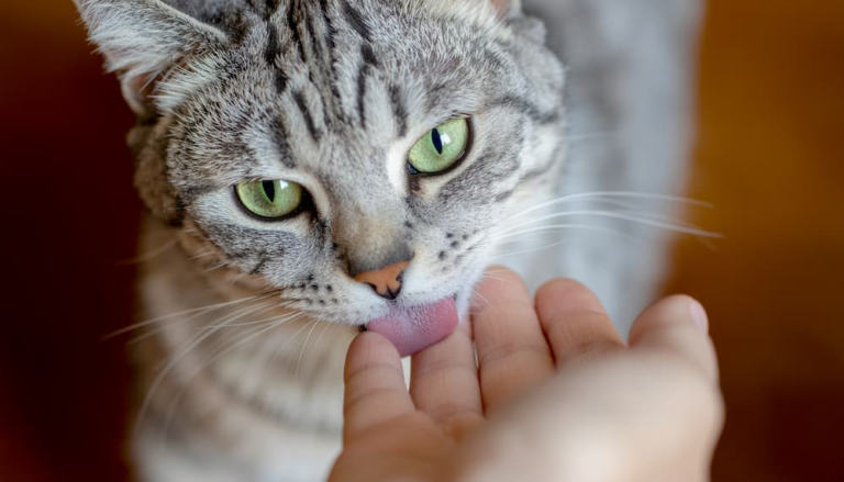 Why Does My Cat Lick Me? 8 Things It Could Mean