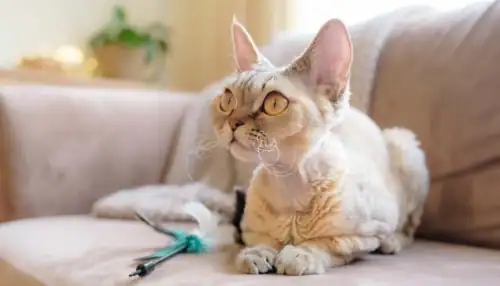 Cute cat lying on sofa with a toy, cozy home setting.