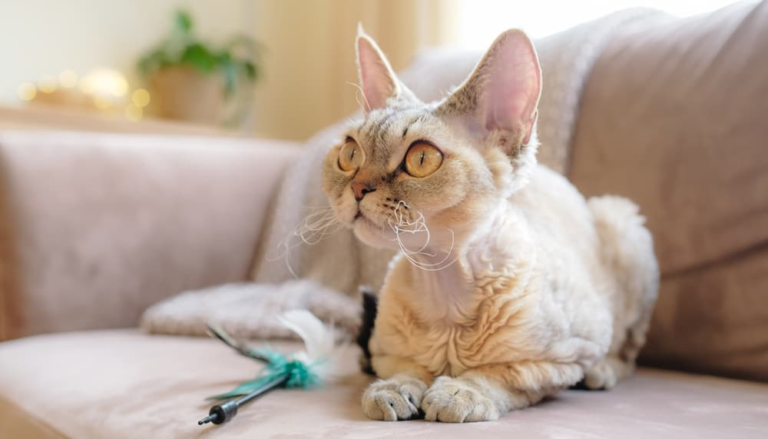 curly hair cat breeds