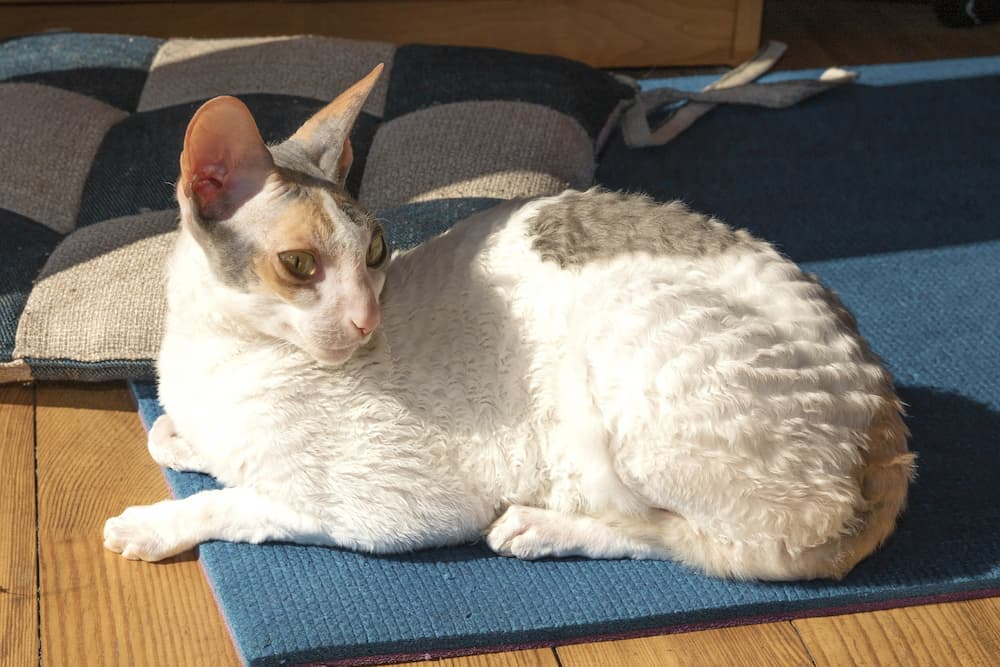 curly hair cornish rex