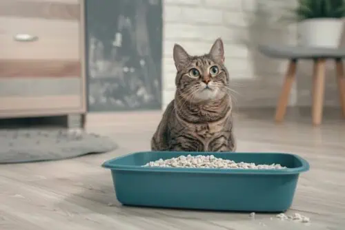 adorable tabby cat sitting next to a litter box with cat litter scattered outside of the box