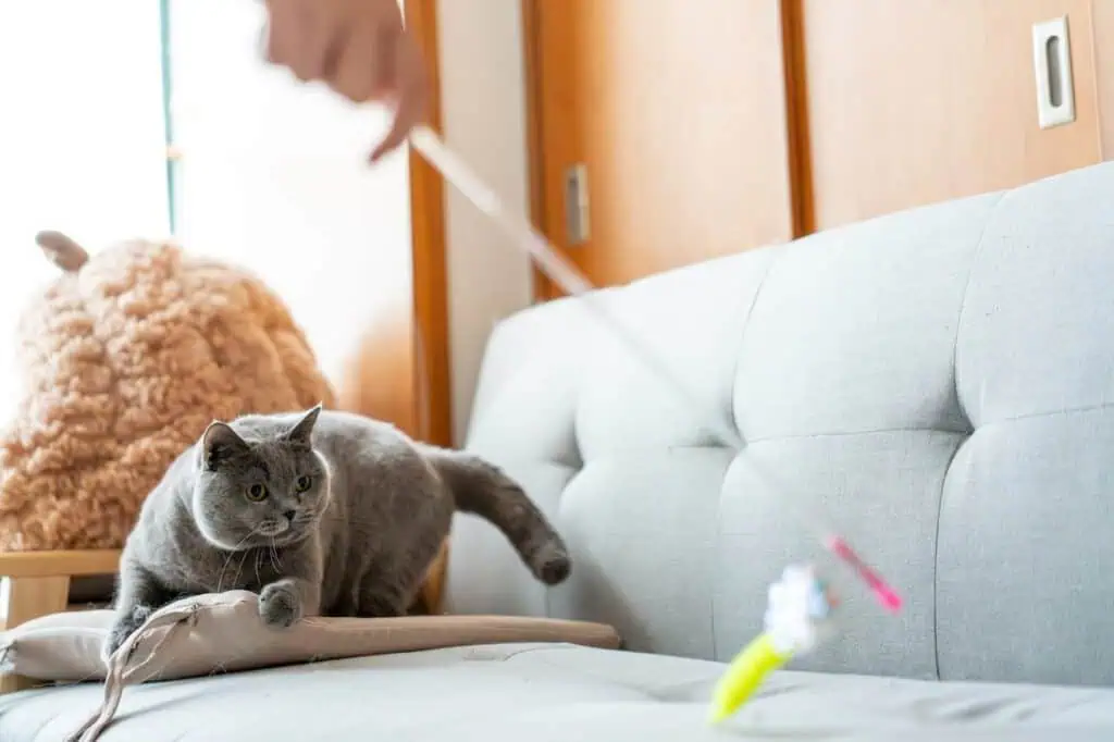 Gray cat playing with a toy on a light gray sofa in a cozy room.