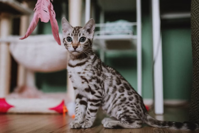 The Most Popular Cat Toys of 2026 (According to Cats, Not Just Reviews)