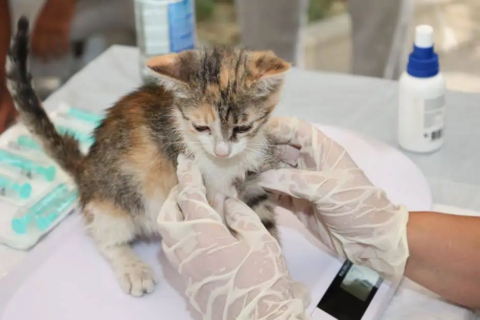 Cute kitten getting vaccinated by a veterinarian for indoor cat health.