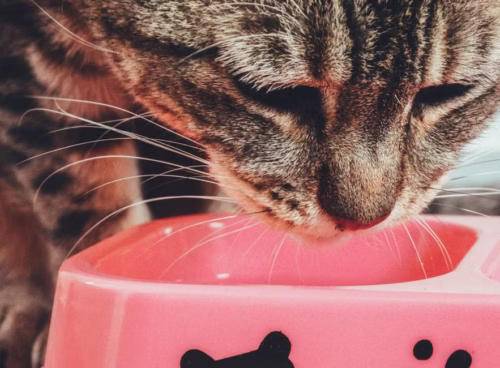 close up of a tabby cat eating from a pink bowl
