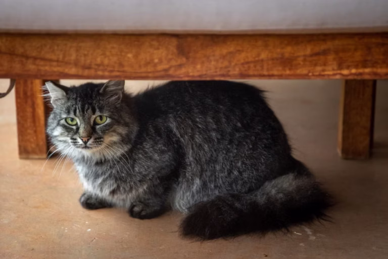 What is the 3-3-3 Rule for Cats?