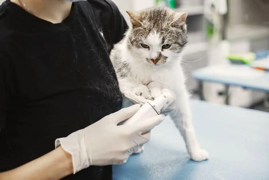 Vet administering vaccine to an indoor cat in a clinic setting.
