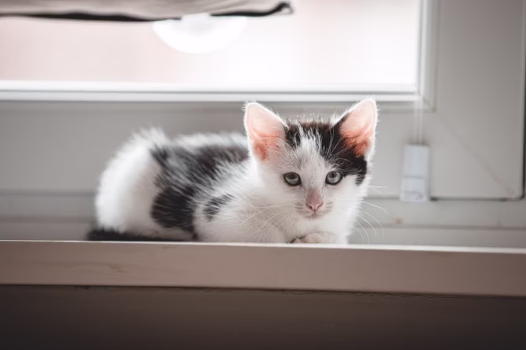 Do Indoor Cats Need Vaccines?